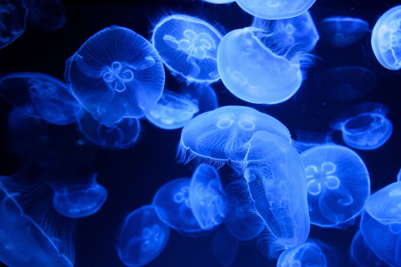 Un hallazgo con medusas nos acerca a la detección de las células que albergan la memoria. Noticias en tiempo real