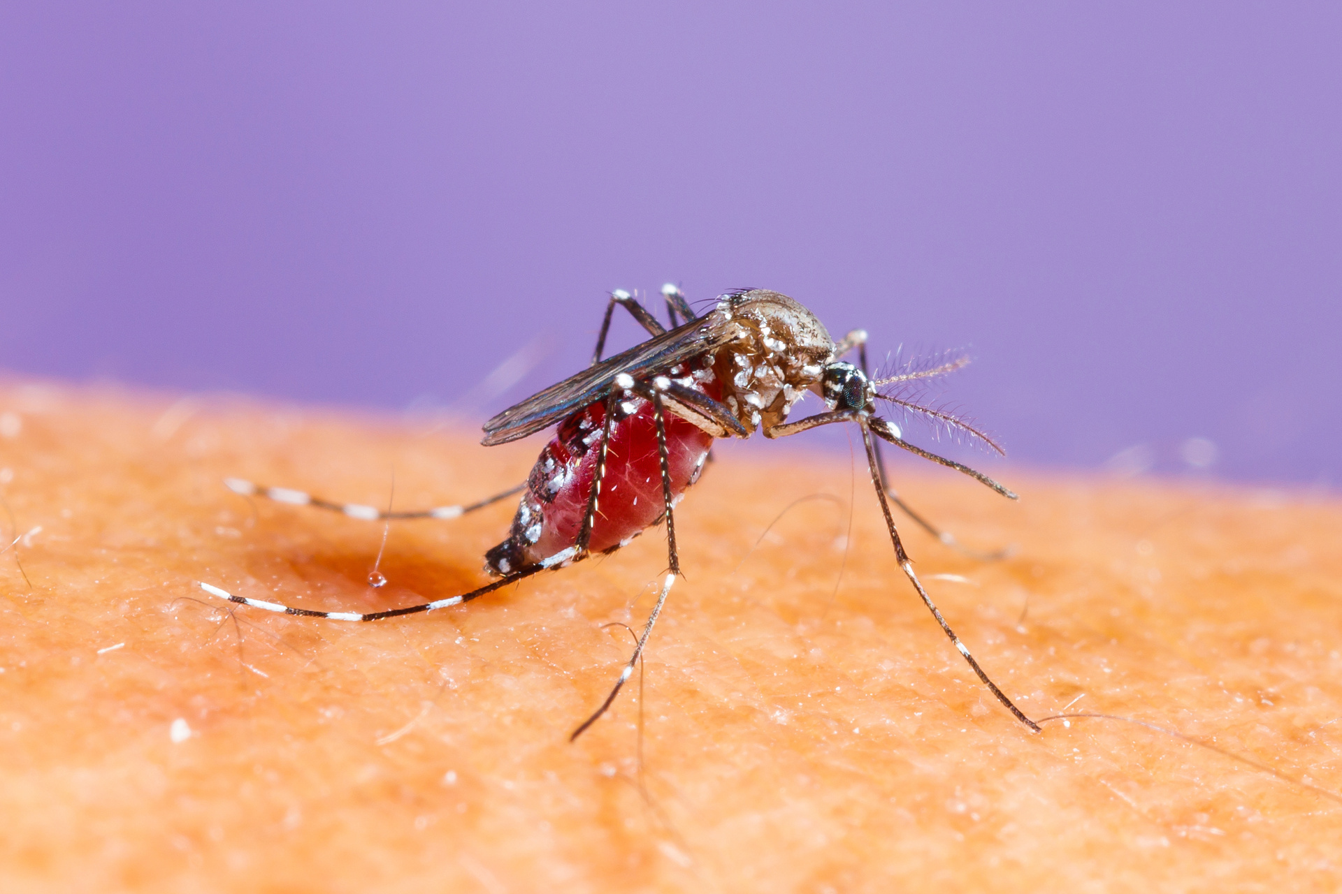 Evolución del dengue, identificarla salva vidas. Noticias en tiempo real