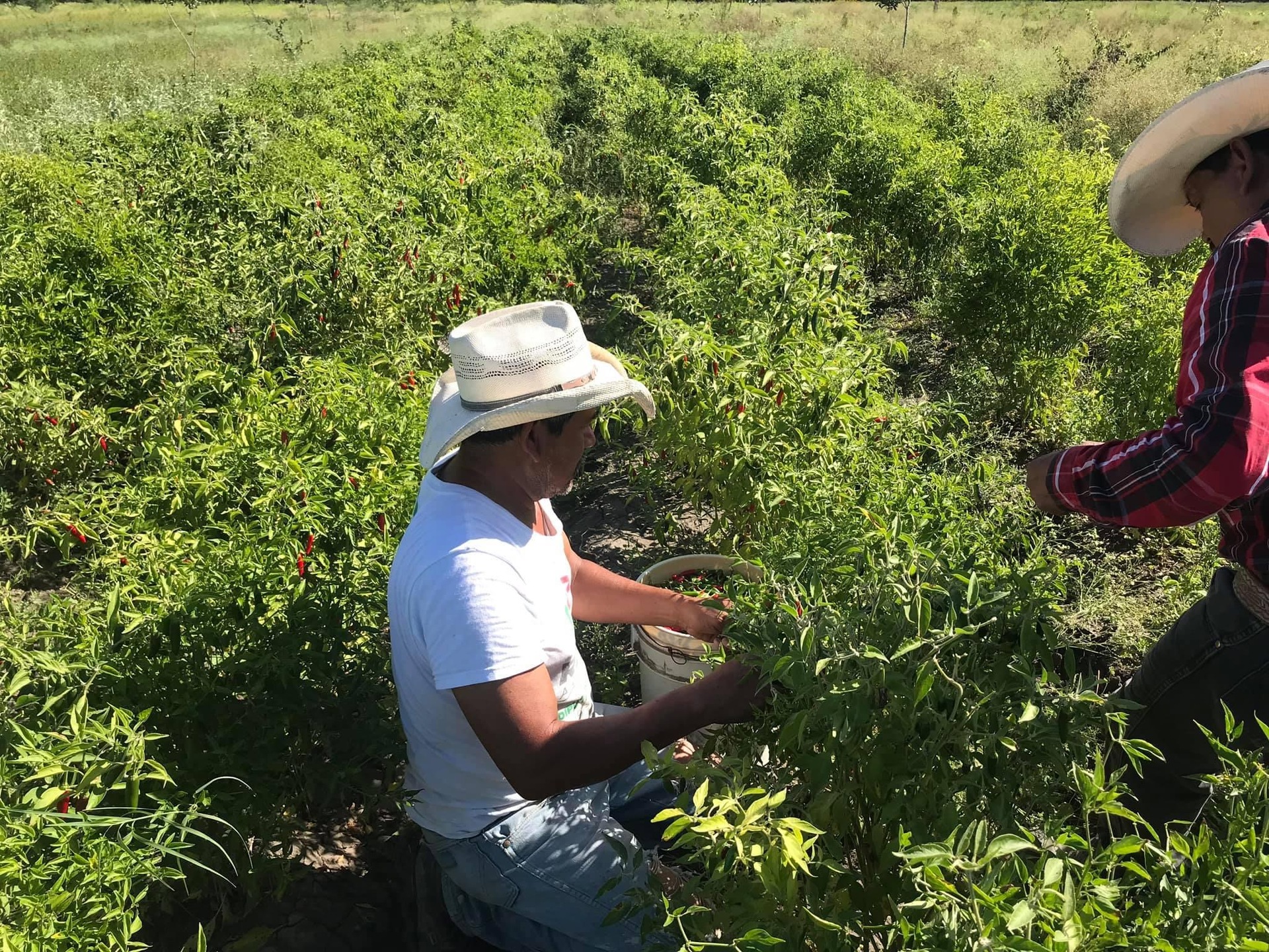 Ministros de América analizarán los desafíos y soluciones para agricultura. Noticias en tiempo real
