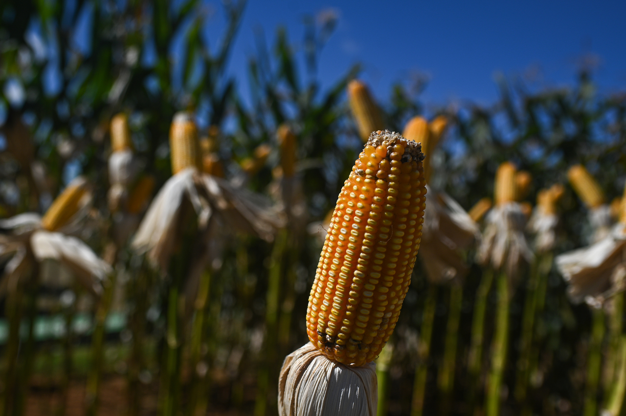 México promociona el consumo de maíz no transgénico en Europa. Noticias en tiempo real
