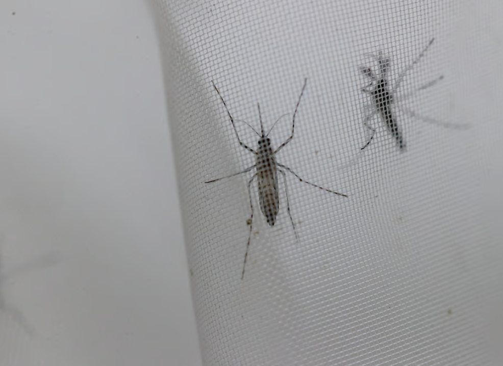 Hombre de 31 años de Gómez Palacio da positivo a dengue. Noticias en tiempo real