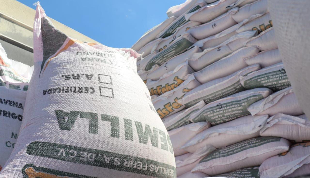 En Lerdo lanzan convocatoria para semilla de avena forrajera a bajo costo. Noticias en tiempo real