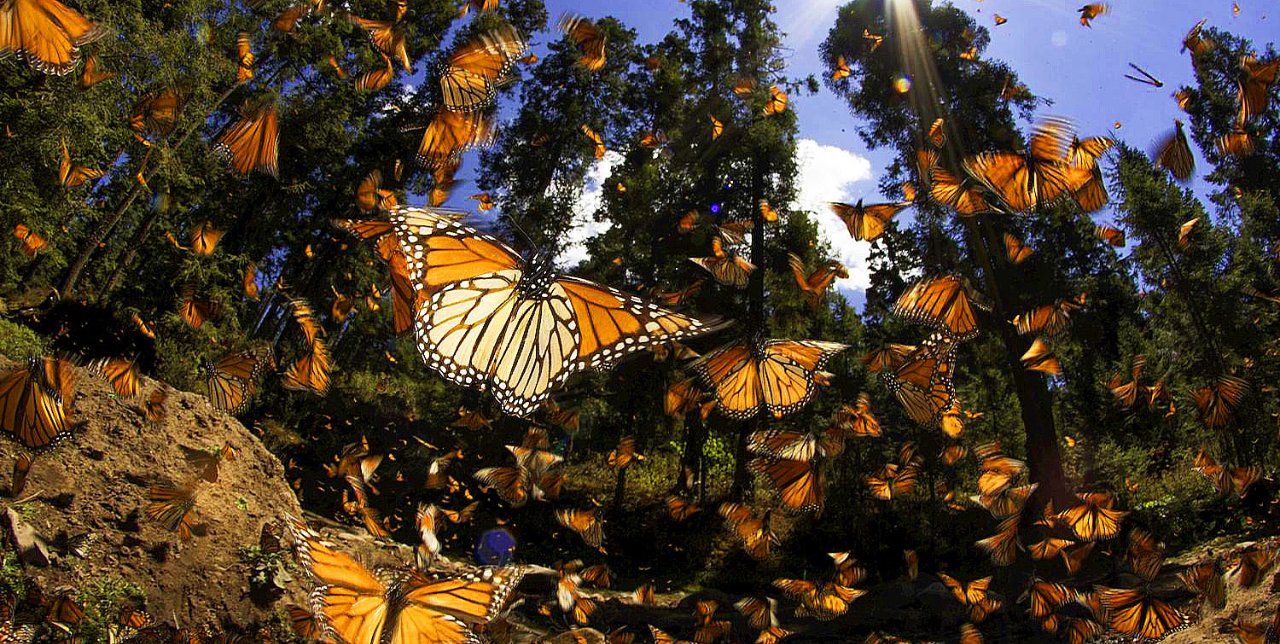 Llega mariposa monarca a bosques de Michoacán . Noticias en tiempo real