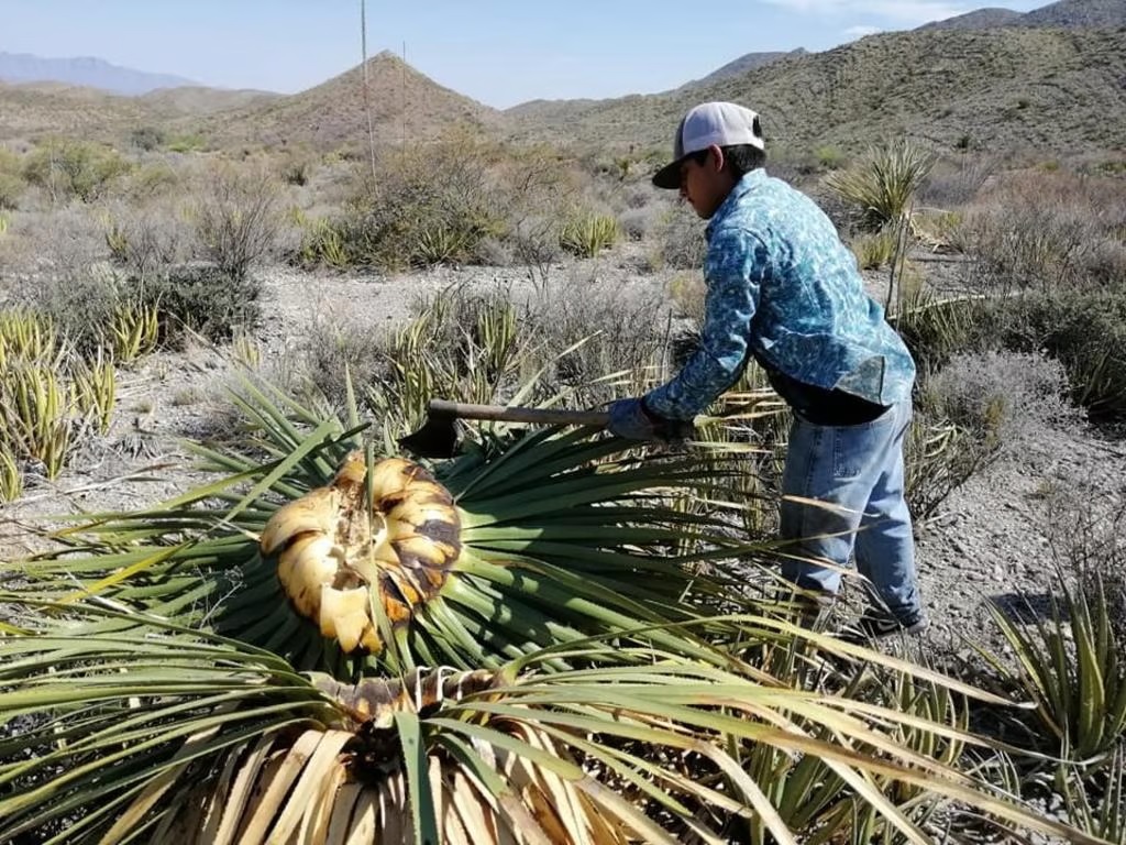 Celebran segunda edición del Sotol Fest Torreón. Noticias en tiempo real