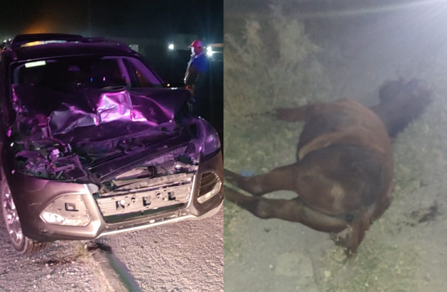 Caballo ocasiona accidente vehicular en la carretera a León Guzmán. Noticias en tiempo real