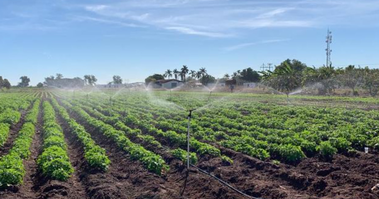 Desarrollan plataforma digital que contribuye al ahorro de agua en cultivos de riego. Noticias en tiempo real