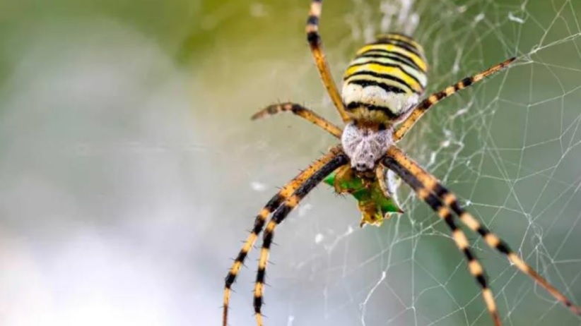 Descubren en Ecuador ocho nuevas especies de arañas andinas tropicales