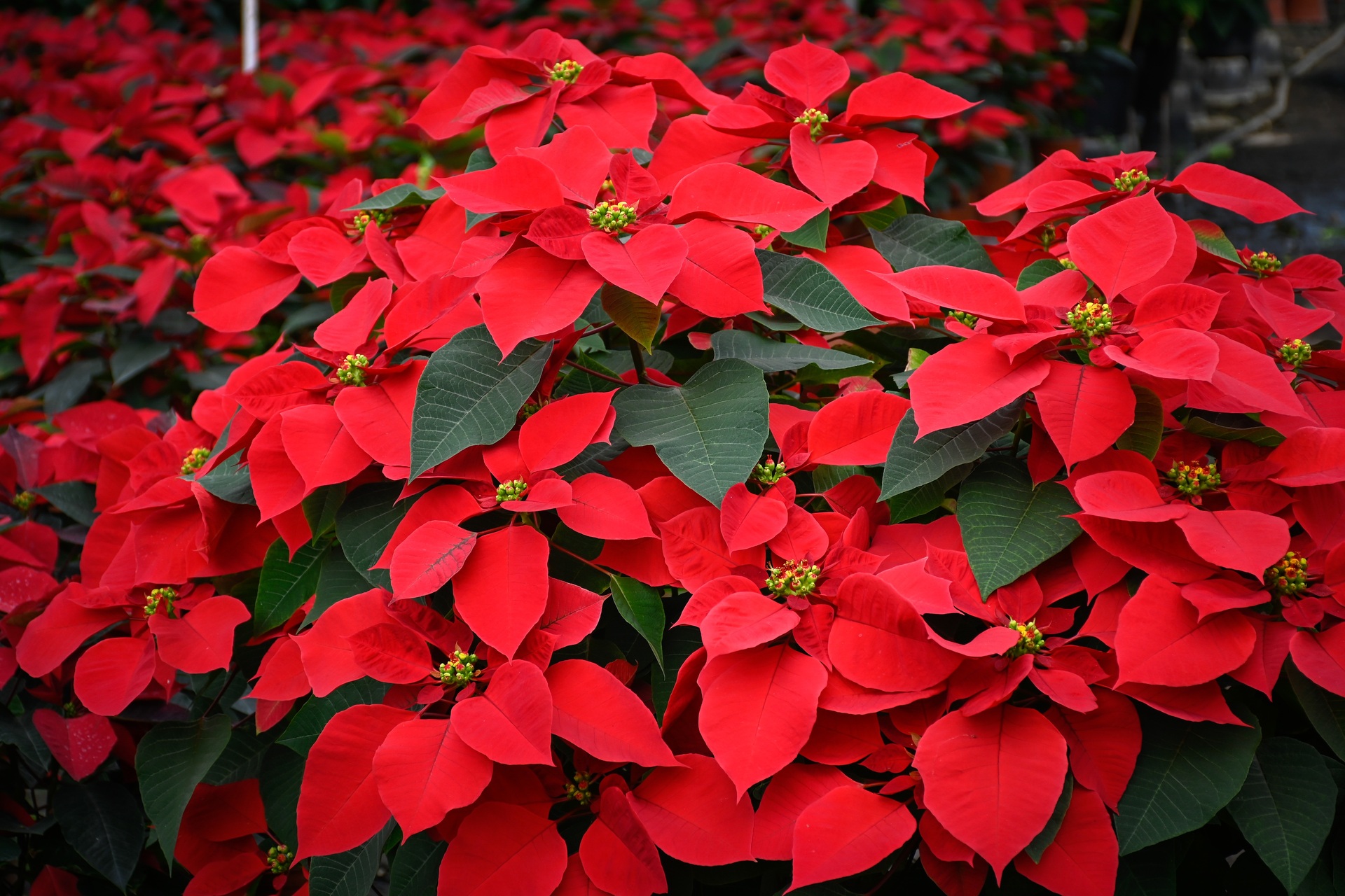 ¿Por qué se recomienda tener flores de Nochebuena en casa? . Noticias en tiempo real