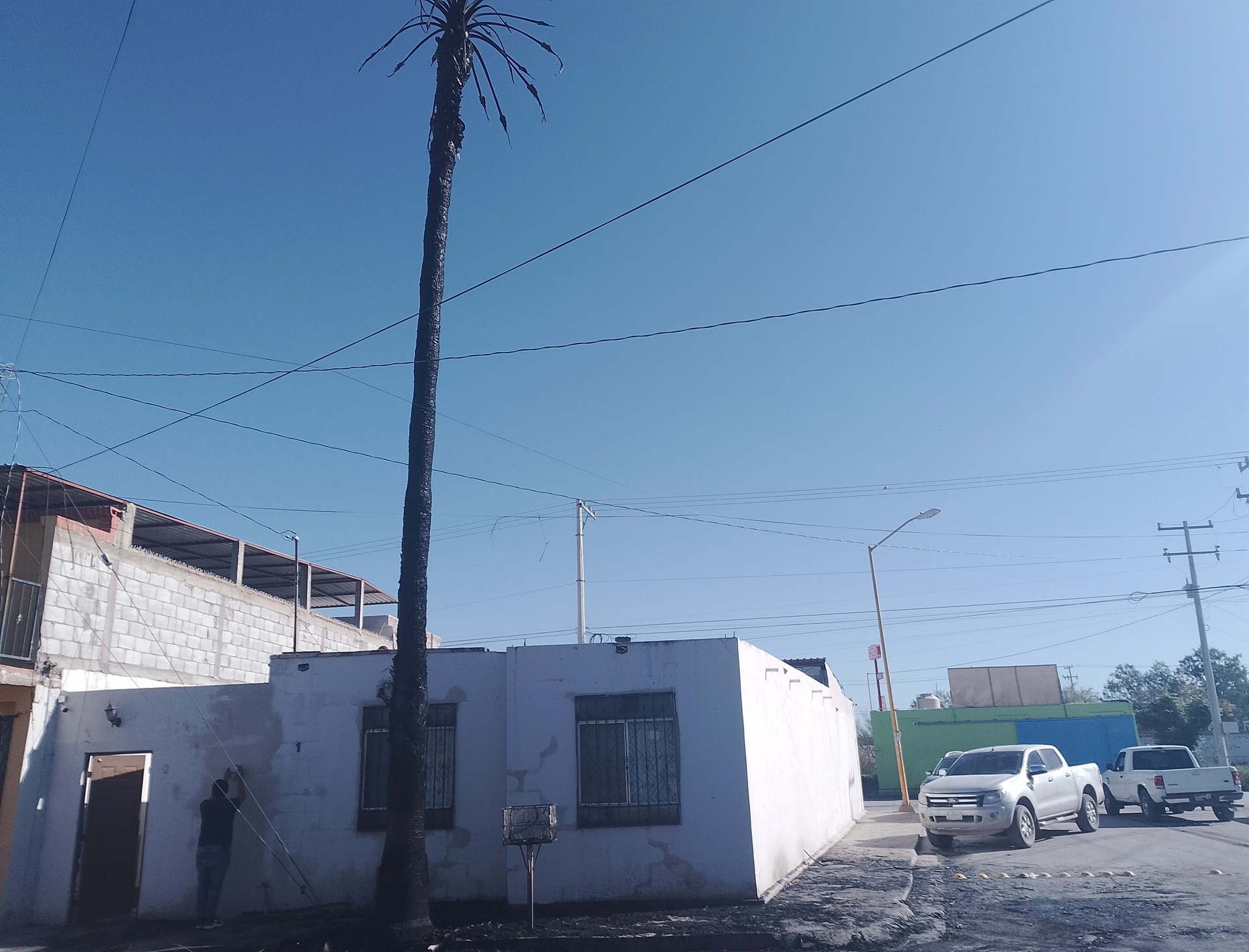 Palmera arde en llamas y ramas caen sobre vivienda en Lerdo. Noticias en tiempo real