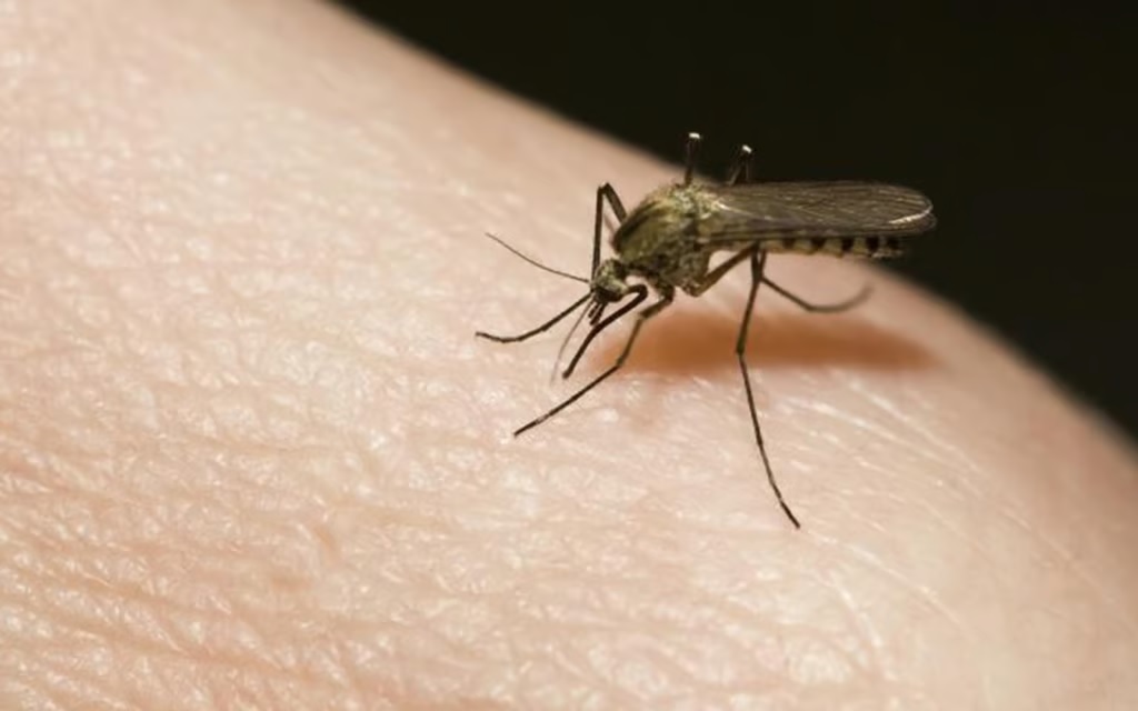 Honduras suma 31 muertes por dengue y más de 27.000 enfermos en lo que va de 2023. Noticias en tiempo real