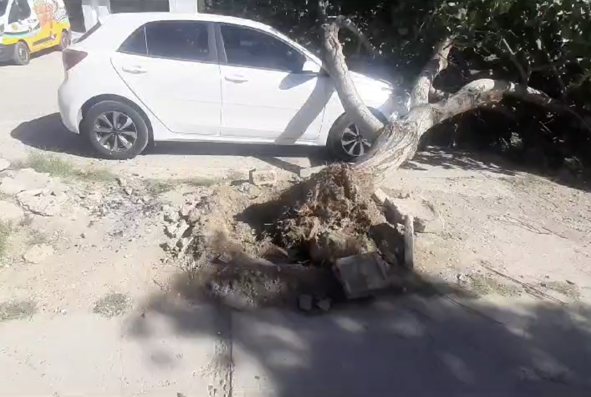 Cae árbol sobre vehículo frente a Iza Mart en Chapala de Gómez Palacio. Noticias en tiempo real