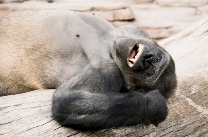 Los grandes simios, como los humanos, provocan a sus compañeros en broma. Noticias en tiempo real