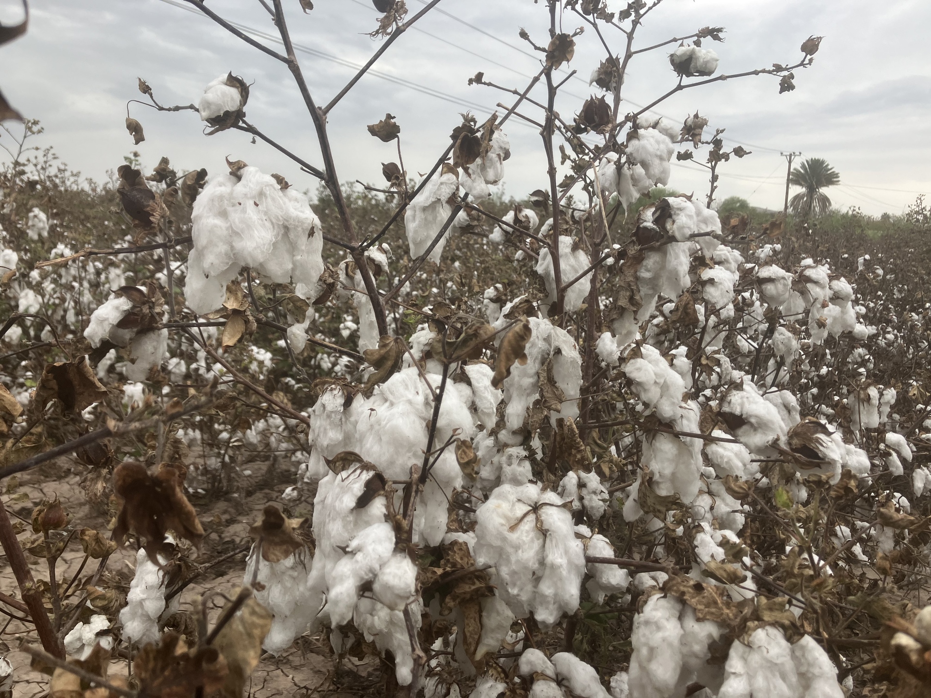 Productores de algodón preparan denuncia contra empresa Bayer. Noticias en tiempo real