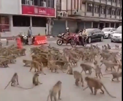 Se enfrentan grupos rivales de monos en Tailandia y se vuelve viral . Noticias en tiempo real