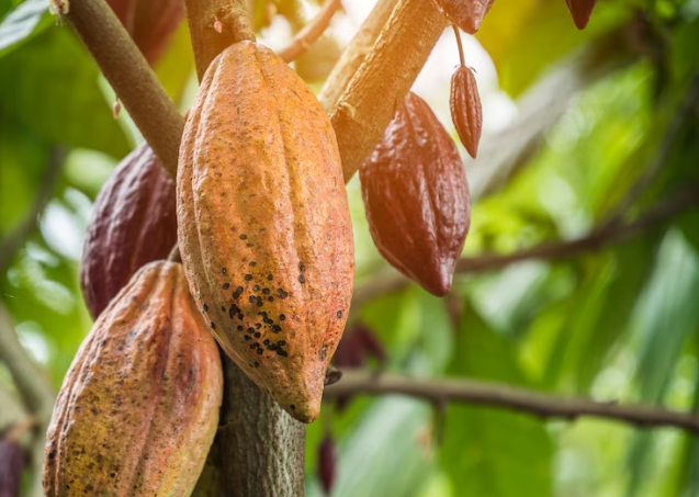 El cacao puede cambiar el ánimo en cuestión de minutos. Noticias en tiempo real