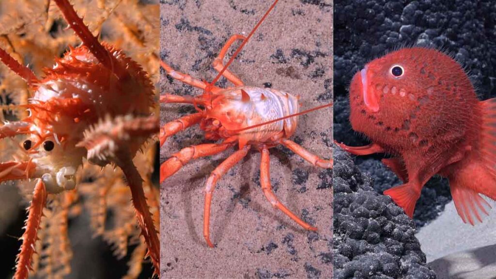 Descubren más de 50 nuevas especies submarinas en las costas de Chile. Noticias en tiempo real