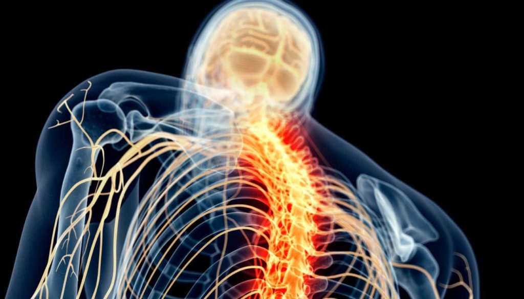 Crean un biomaterial con interés potencial para recuperar los daños en la médula espinal. Noticias en tiempo real