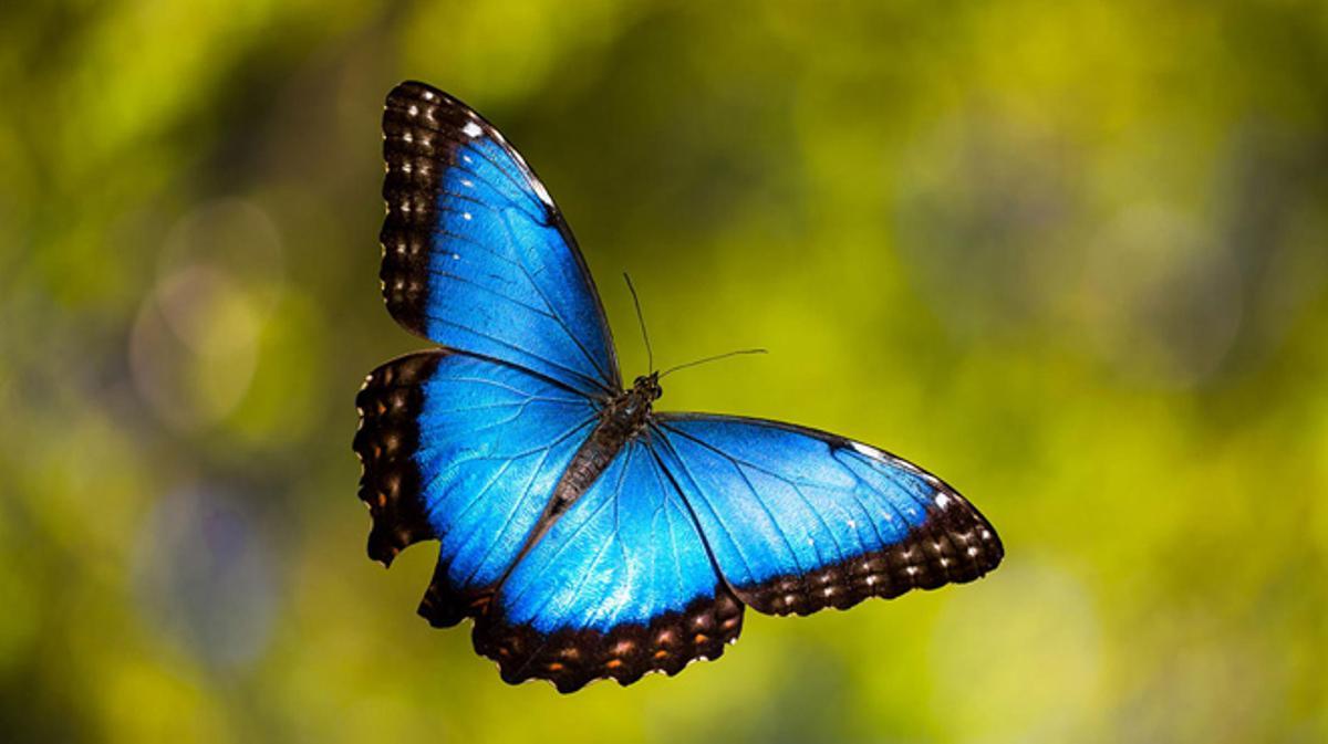 Mariposas amazónicas, un ejemplo de cómo pueden evolucionar las especies hibridadas. Noticias en tiempo real