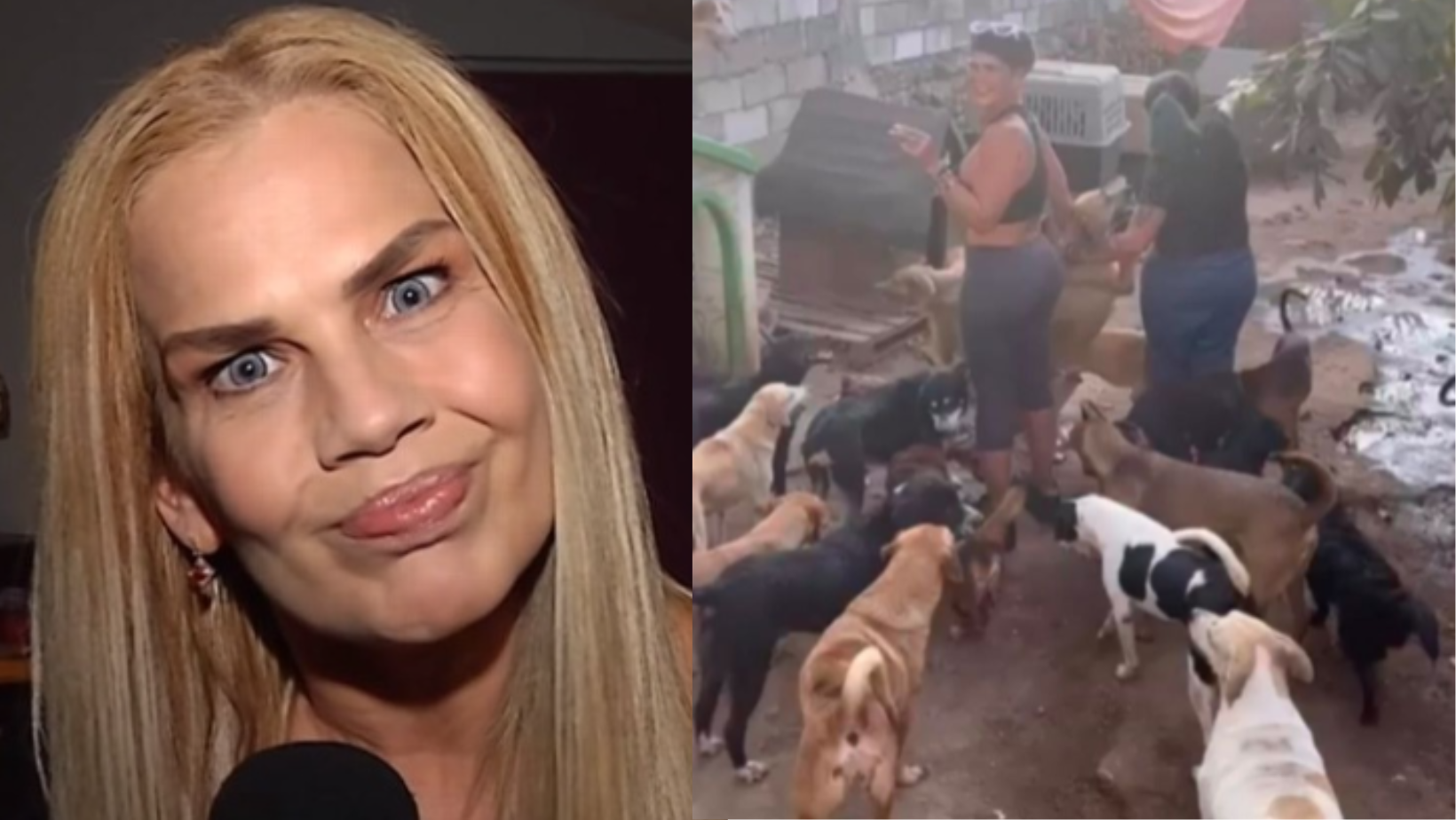Reviven acusaciones a Niurka de sacrificio de animales; fue vista en un albergue canino. Noticias en tiempo real