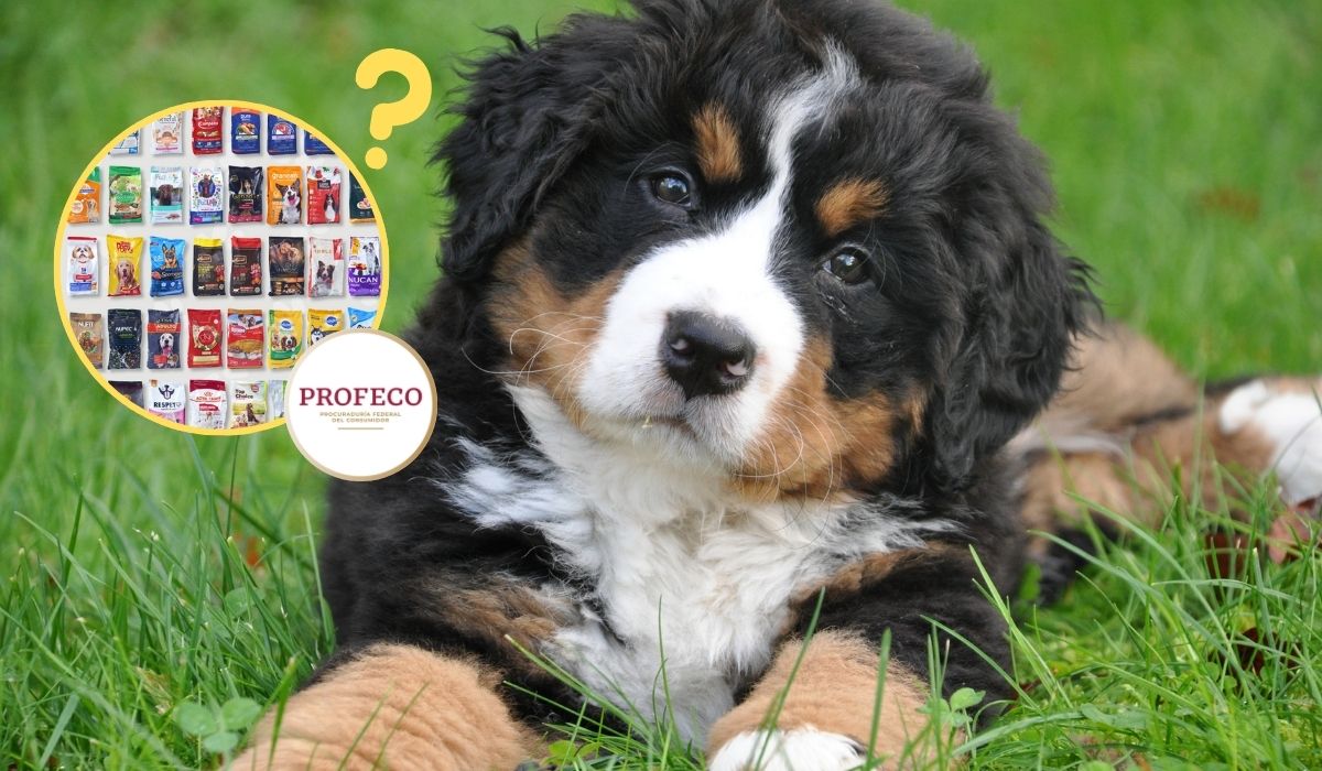¿Cuáles son las mejores croquetas para perro, según Profeco? | Precios. Noticias en tiempo real