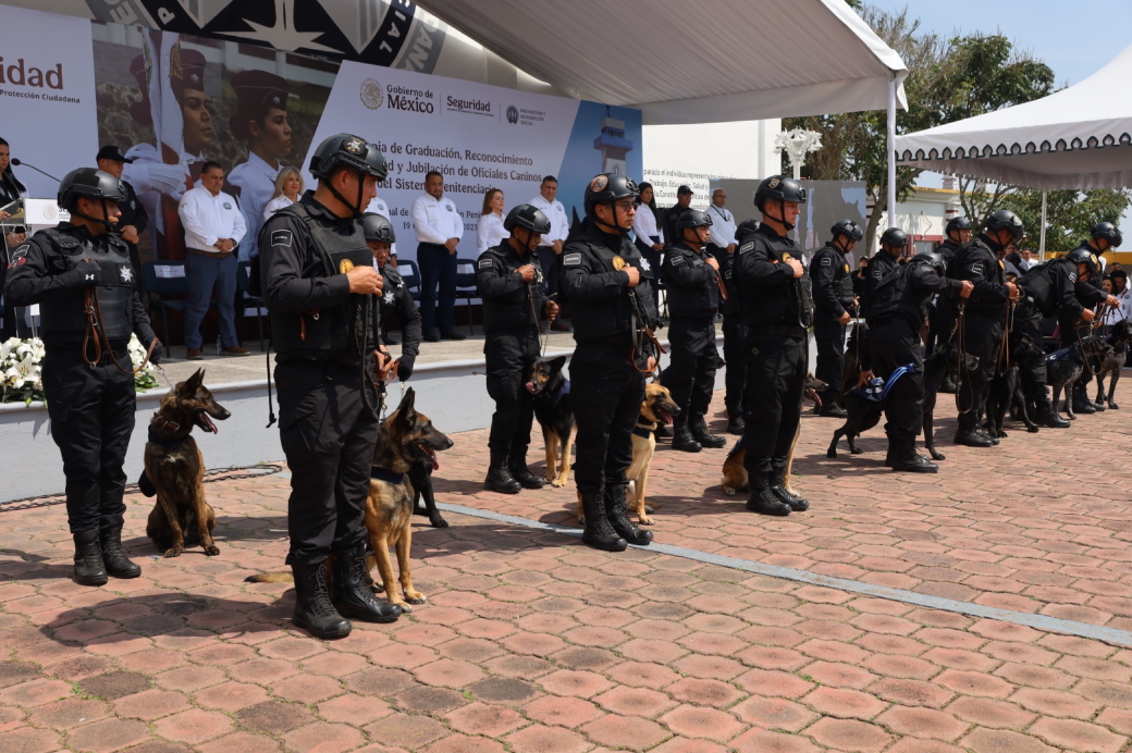 Se jubilan y dan en adopción a 16 oficiales caninos. Noticias en tiempo real