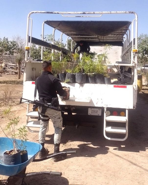 Invitan a gomezpalatinos a sumarse al programa de Arborización Urbana. Noticias en tiempo real