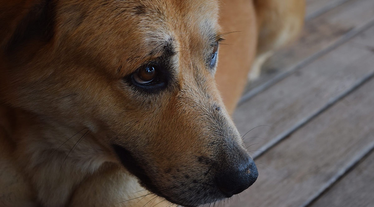 Defensoría Animalista de luto tras asesinato de activista en Culiacán . Noticias en tiempo real