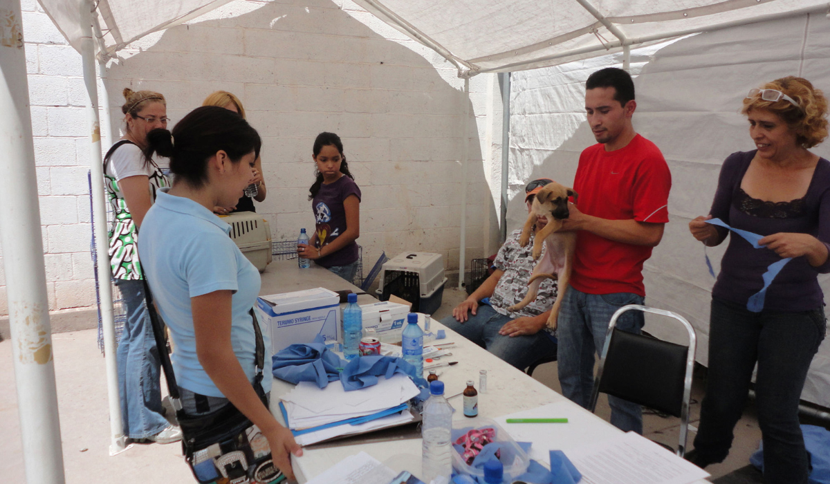 Habrá compaña de esterilización para perros y gatos este domingo Torreón. Noticias en tiempo real