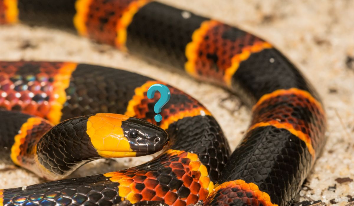 ¿De cuánto es la multa por tener una serpiente protegida como mascota? Esto se sabe. Noticias en tiempo real