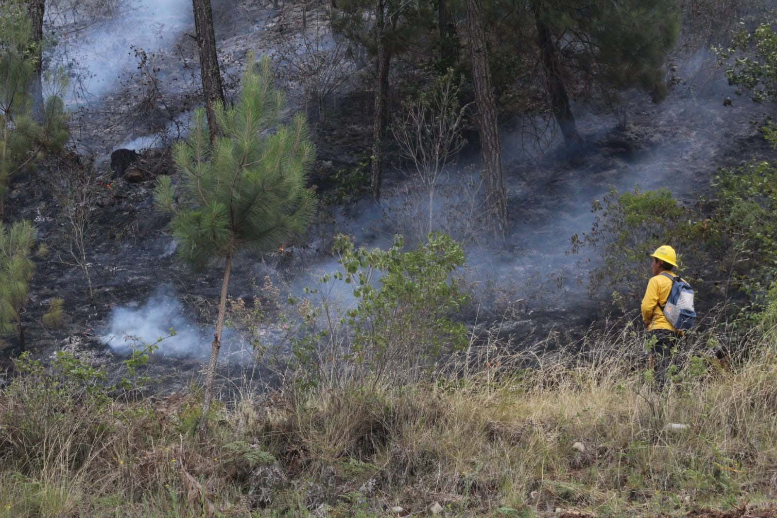 Suman 268 incendios forestales en Durango, sequía y altas temperaturas han elevado riesgo. Noticias en tiempo real