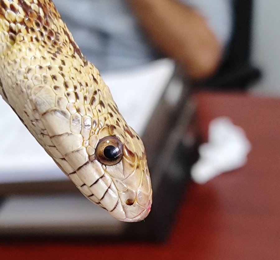 Capturan otra serpiente en Gómez Palacio; ahora en el Centro de Gómez Palacio. Noticias en tiempo real