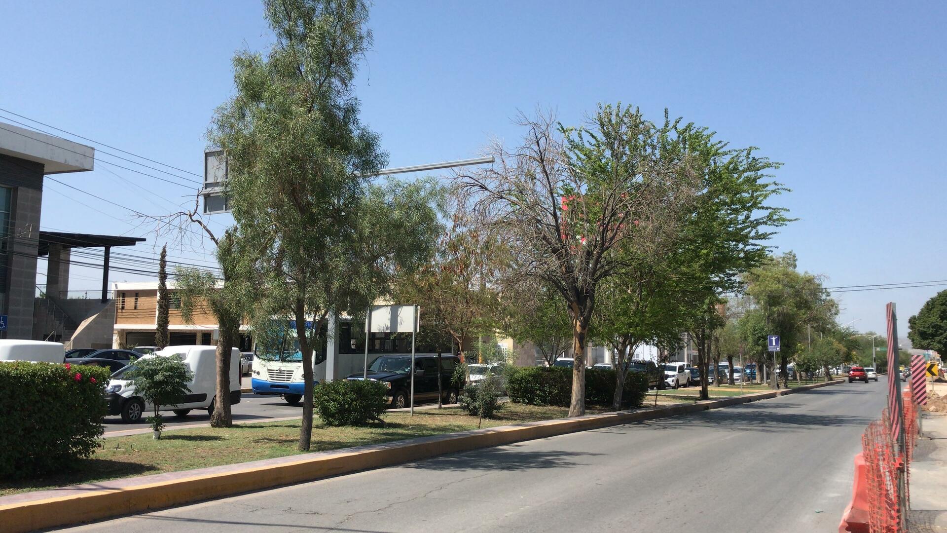 Iniciará retiro y reubicación de árboles en proyecto de Sistema Vial Abastos-Independencia. Noticias en tiempo real