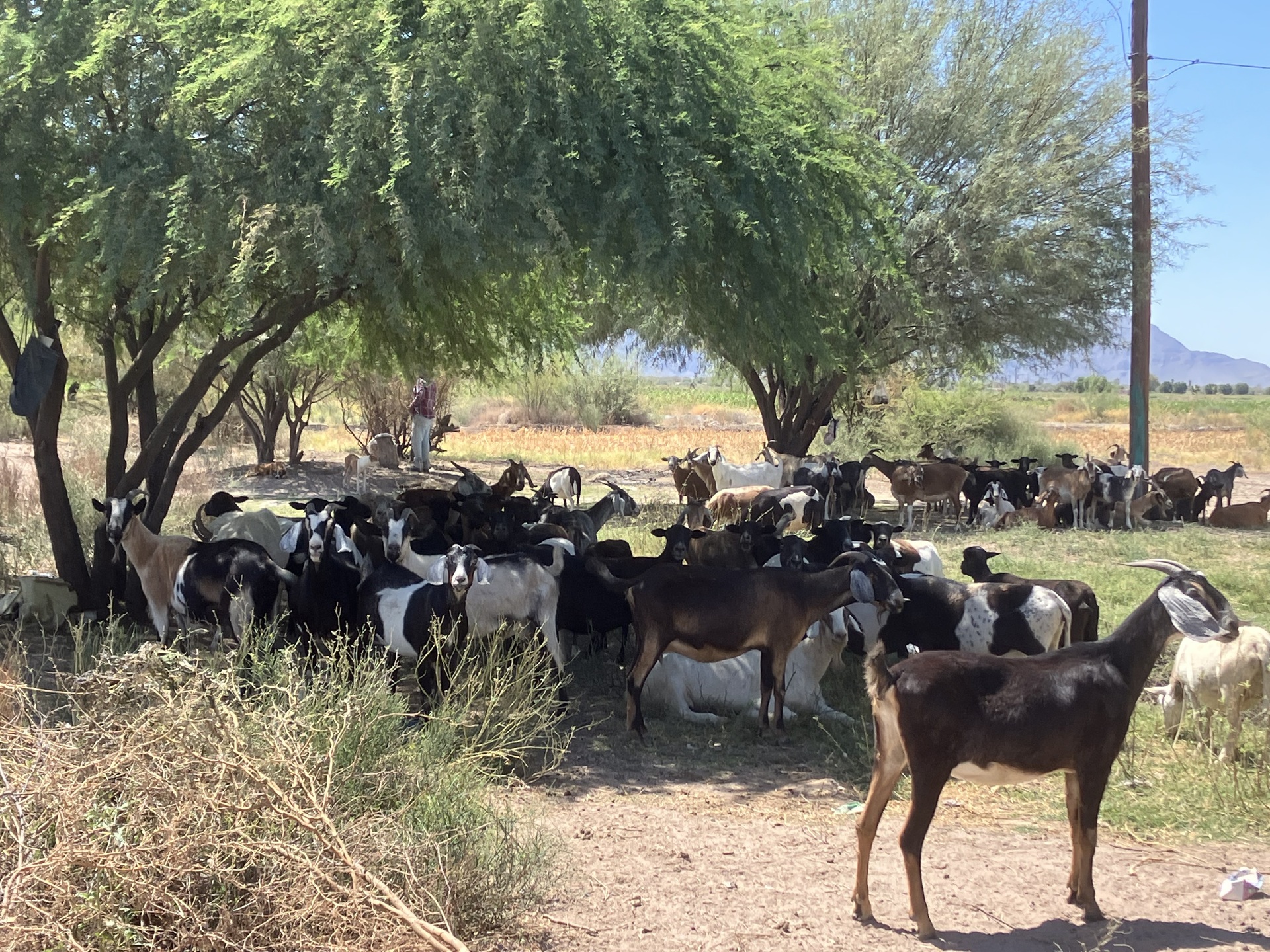 Caprinocultores de ejidos alejados de San Pedro los más beneficiados por las lluvias. Noticias en tiempo real