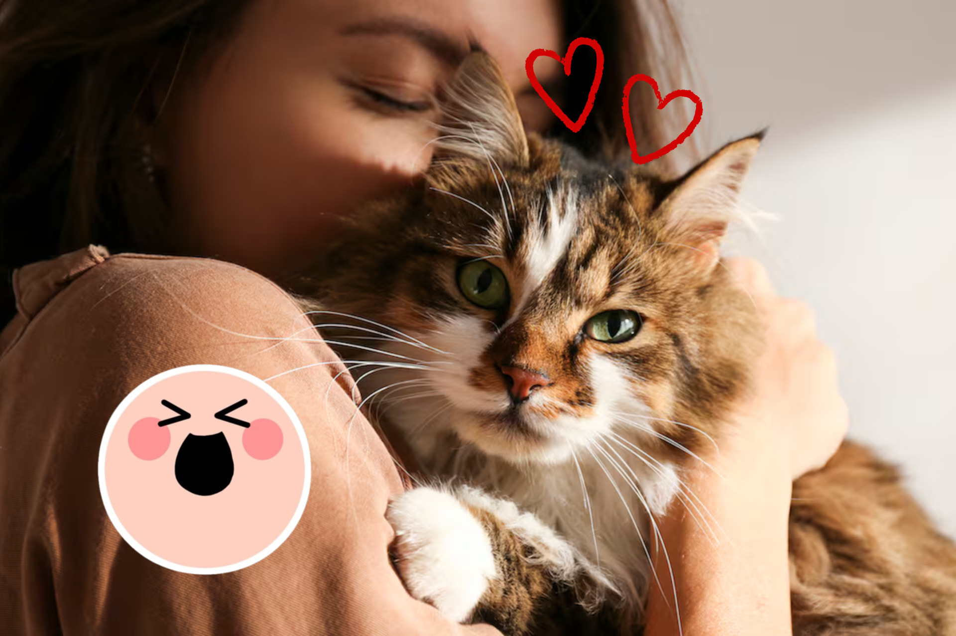 ¿Quieres tener un gato? Estos son los beneficios que tiene el adoptar uno en tu bienestar. Noticias en tiempo real