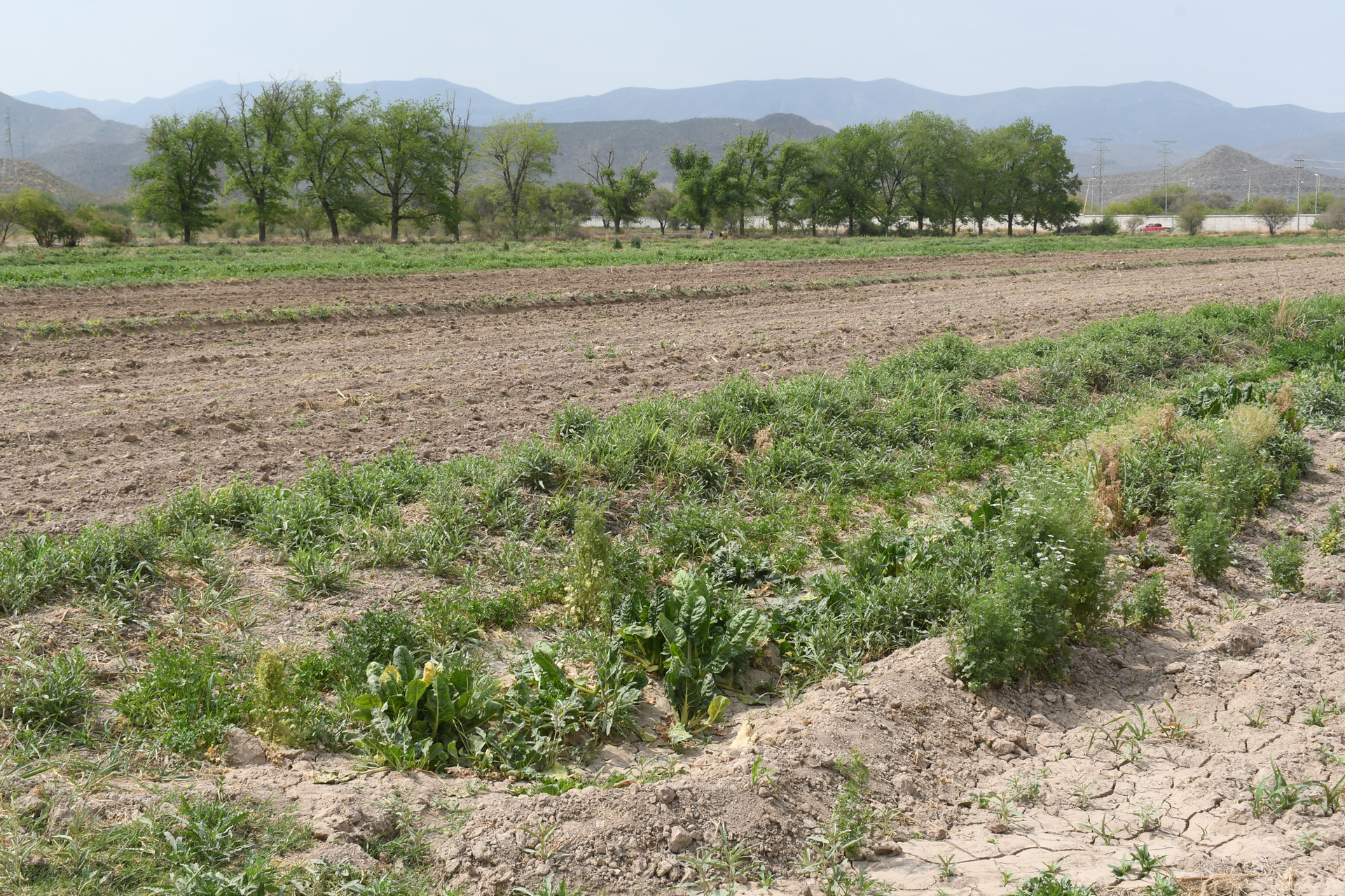 Concluye entrega de agua para el miniciclo agrícola primavera-verano 2025 en la Comarca Lagunera. Noticias en tiempo real
