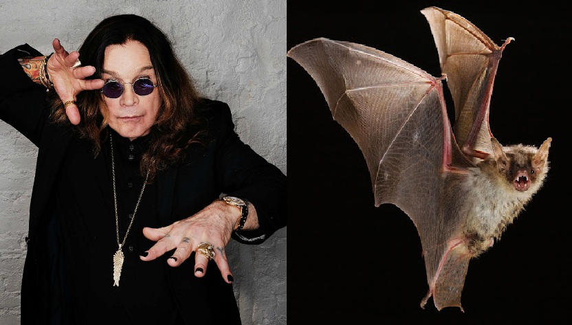 Así fue el momento en que Ozzy Osbourne le arrancó la cabeza a un murciélago | VIDEO . Noticias en tiempo real