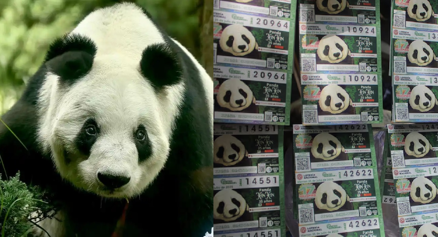 ¿Cuánto cuesta y dónde conseguir el boleto conmemorativo de Lotería de la panda Xin Xin?. Noticias en tiempo real