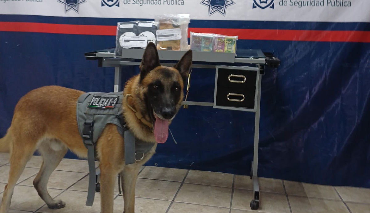 Perro K-9 