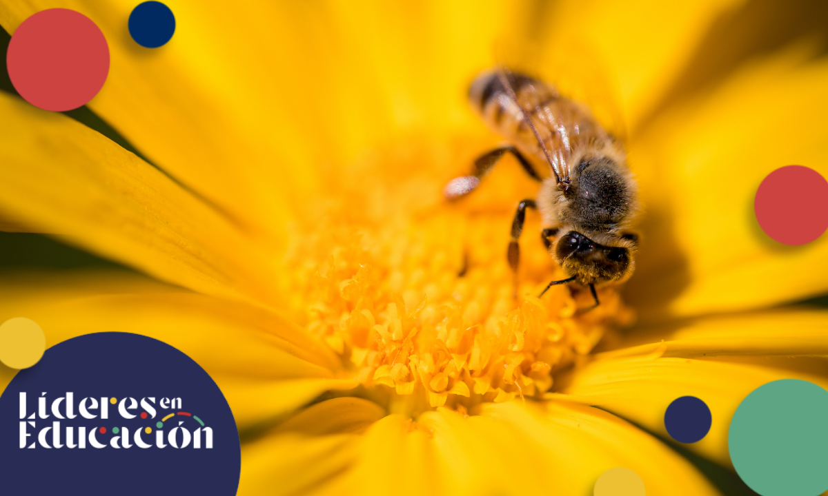 6 Curiosidades que quizá no sabías de las abejas  . Noticias en tiempo real