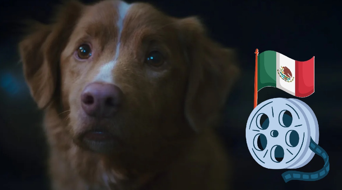 ¿Se estrenará la película de terror Good Boy en México? . Noticias en tiempo real