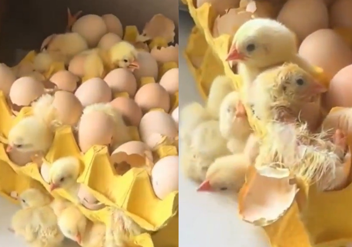 VIRAL: Mujer compra 90 huevos y al regresar a casa encuentra 70 pollos . Noticias en tiempo real