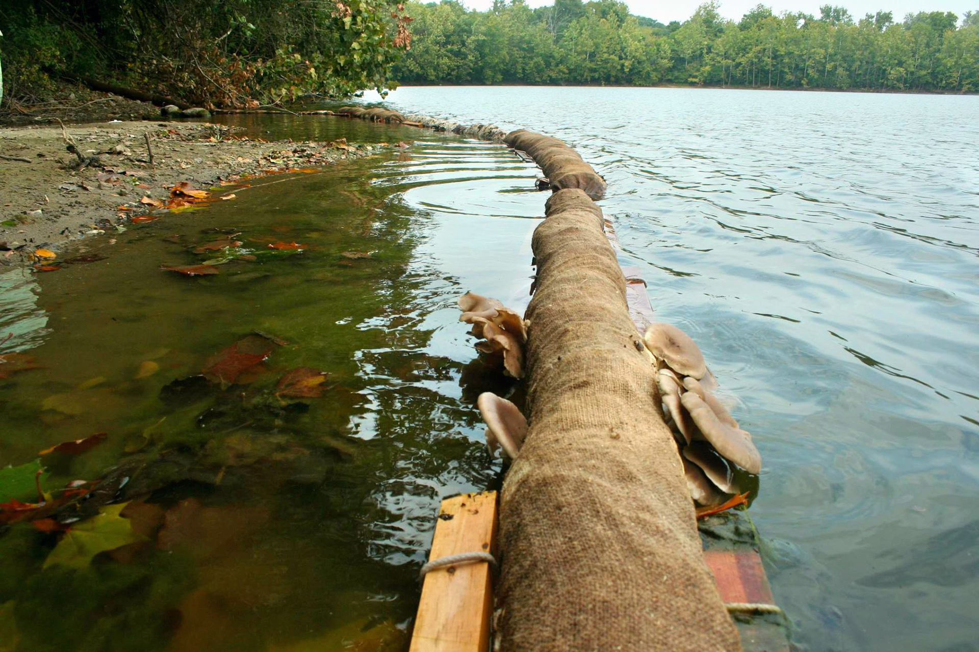 ¿Podrían los hongos revertir la crisis medioambiental?. Noticias en tiempo real